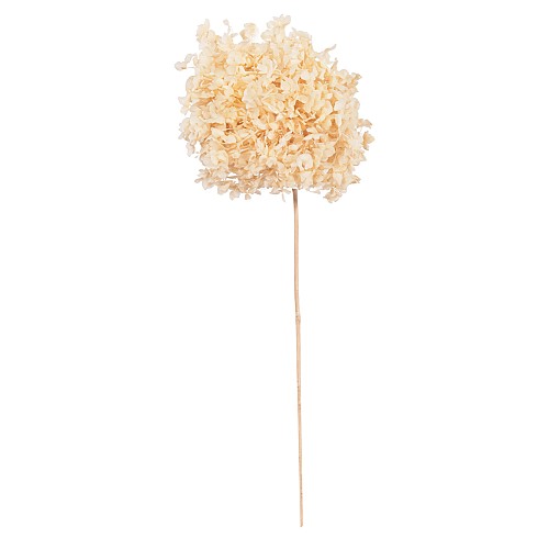 B2bmarkt ΔΙΑΚΟΣΜΗΤΙΚΟ ΑΠΟΞΗΡΑΜΕΝΟ ΛΟΥΛΟΥΔΙ ΟΡΤΑΝΣΙΑ HM7954 ΕΚΡΟΥ 55Υεκ.